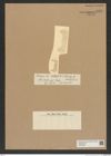 Diatomeae indet. Zeichnungen Sammlung Grunow Nr. 6834 (NHMW-BOT-W0375686)